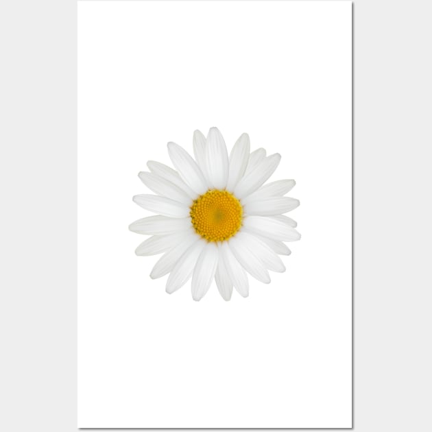 Shasta Daisy Wall Art by TinaGraphics